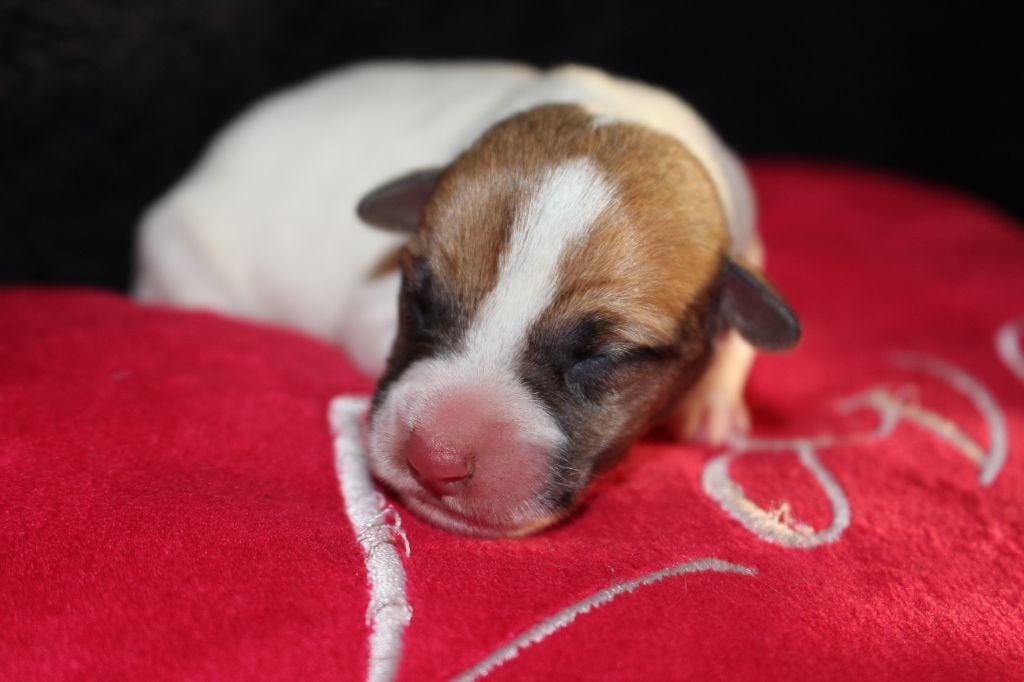 De La Cité Du Bolwerk - Chiots disponibles - Jack Russell Terrier