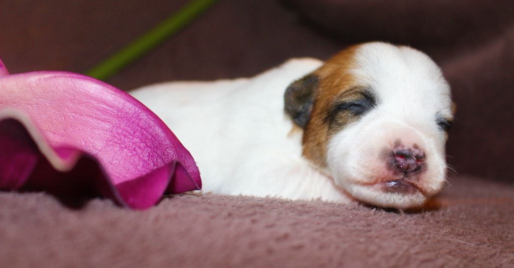 De La Cité Du Bolwerk - Jack Russell Terrier - Portée née le 13/11/2021