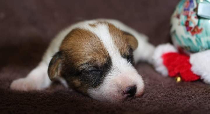 De La Cité Du Bolwerk - Jack Russell Terrier - Portée née le 02/12/2021