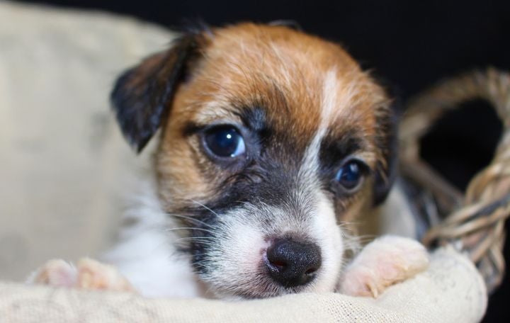 De La Cité Du Bolwerk - Jack Russell Terrier - Portée née le 21/11/2022