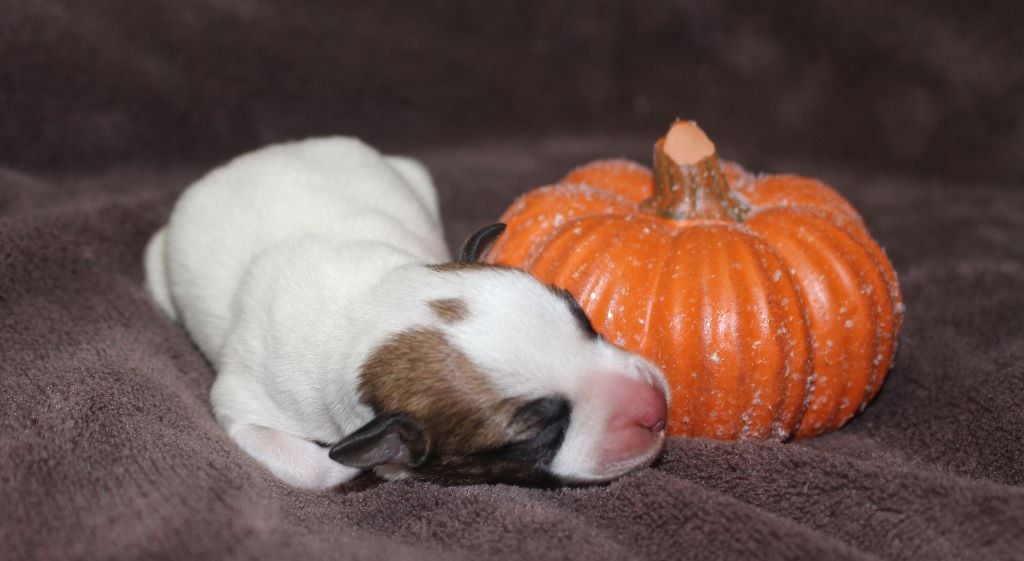 De La Cité Du Bolwerk - Jack Russell Terrier - Portée née le 31/10/2020