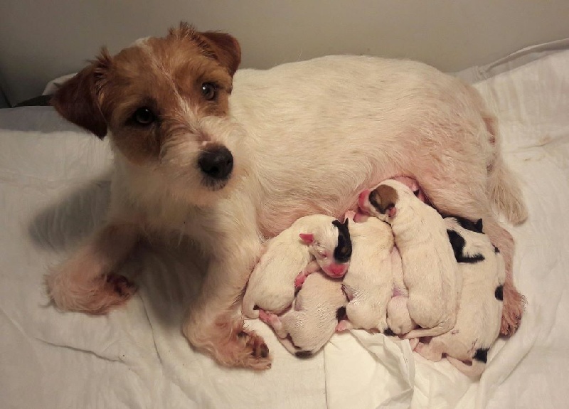 De La Cité Du Bolwerk - Jack Russell Terrier - Portée née le 02/02/2017