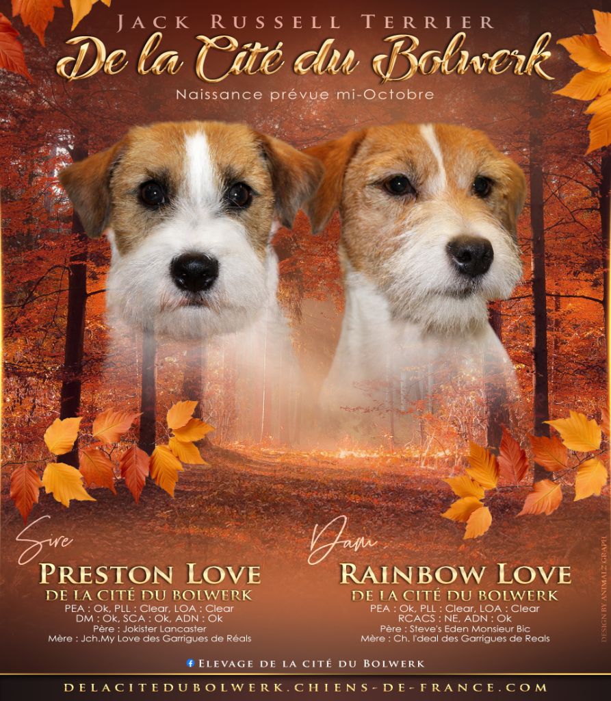 De La Cité Du Bolwerk - Jack Russell Terrier - Portée née le 21/10/2023