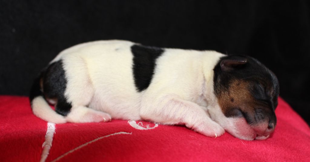 De La Cité Du Bolwerk - Parson Russell Terrier - Portée née le 13/07/2021