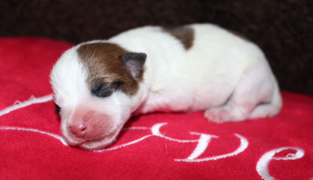 De La Cité Du Bolwerk - Jack Russell Terrier - Portée née le 01/07/2021