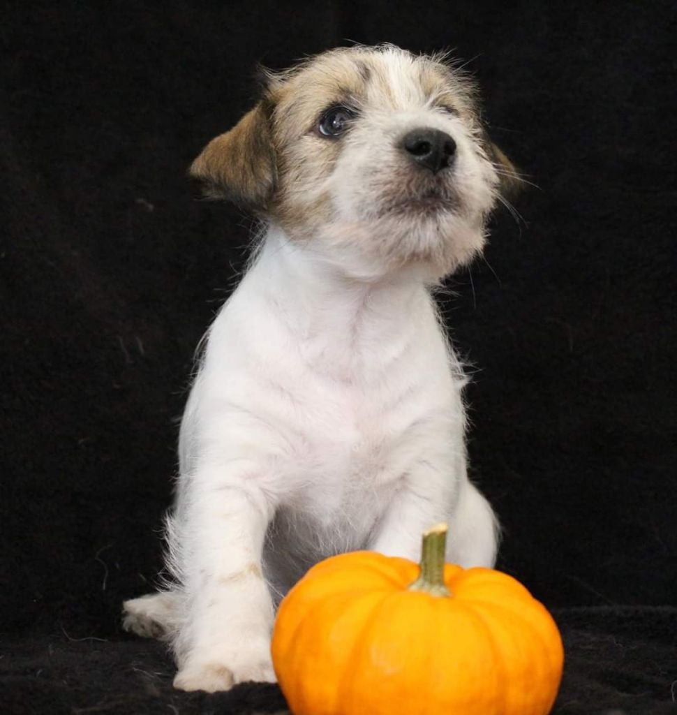 De La Cité Du Bolwerk - Jack Russell Terrier - Portée née le 05/09/2019