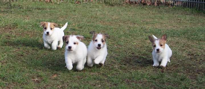 De La Cité Du Bolwerk - Jack Russell Terrier - Portée née le 11/11/2018