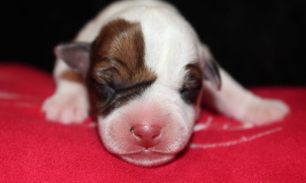 De La Cité Du Bolwerk - Chiots disponibles - Parson Russell Terrier