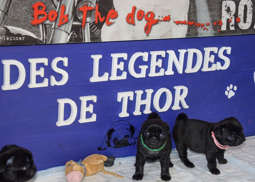 Des Legendes De Thor - Allez voir nos petits carlins