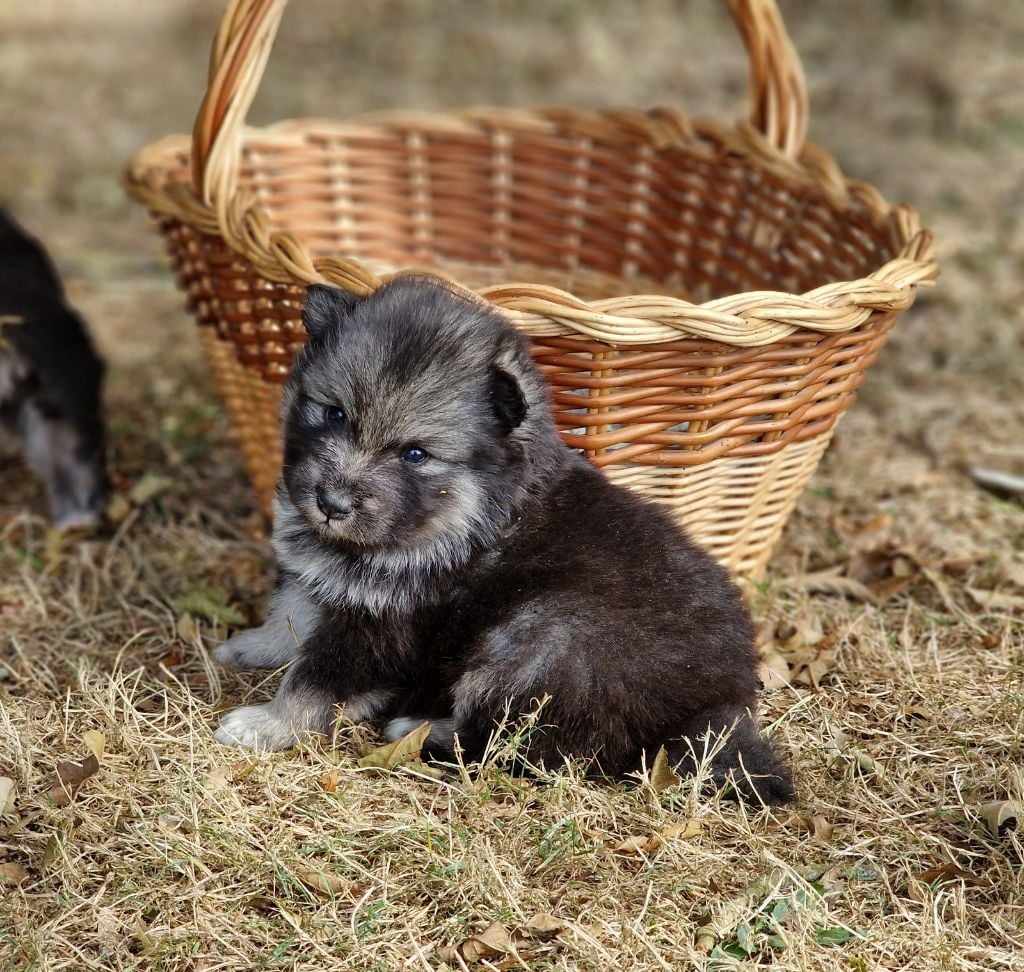 du Domaine du Chai de Majolan - chiots 