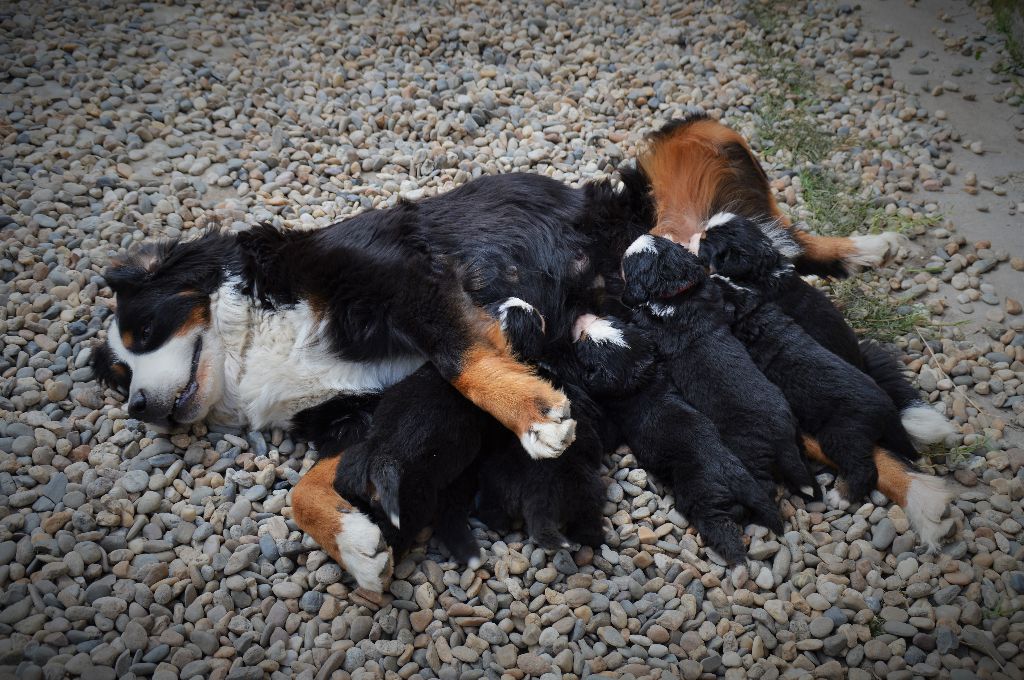 du Domaine du Chai de Majolan - les bébés sont  nées  04/04/2015