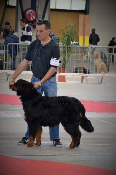 du Domaine du Chai de Majolan - meilleur puppy CACS - CACIB LIMOGES SPÉCIALE BOUVIER BERNOIS