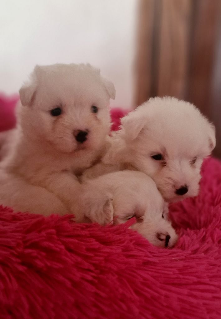 du Domaine du Chai de Majolan - Coton de Tulear - Portée née le 18/08/2024