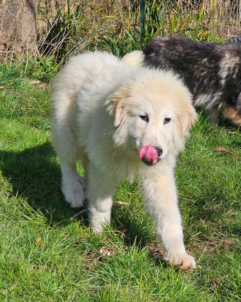 du Domaine du Chai de Majolan - Chiots disponibles - Chien de Montagne des Pyrenees