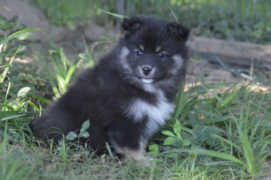 du Domaine du Chai de Majolan - Chien finnois de Laponie - Portée née le 14/05/2020