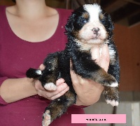 CHIOT collier jaune