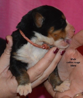 collier rouge et blanc STICH