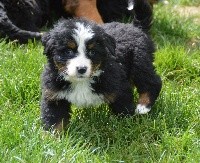 CHIOT collier jaune 