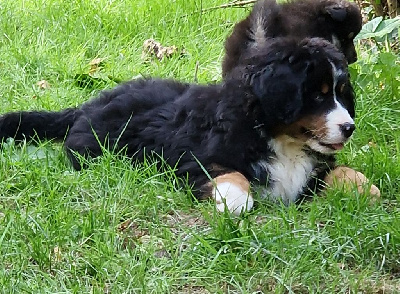 CHIOT T ES QUI LA collier vert 