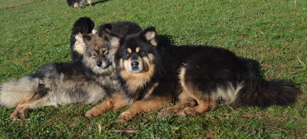 du Domaine du Chai de Majolan - Chien finnois de Laponie - Portée née le 31/10/2019