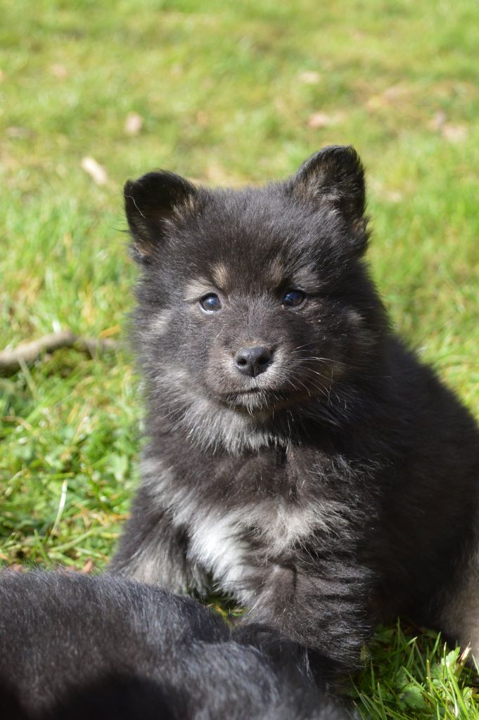 Chiot Chien finnois de Laponie du Domaine du Chai de Majolan