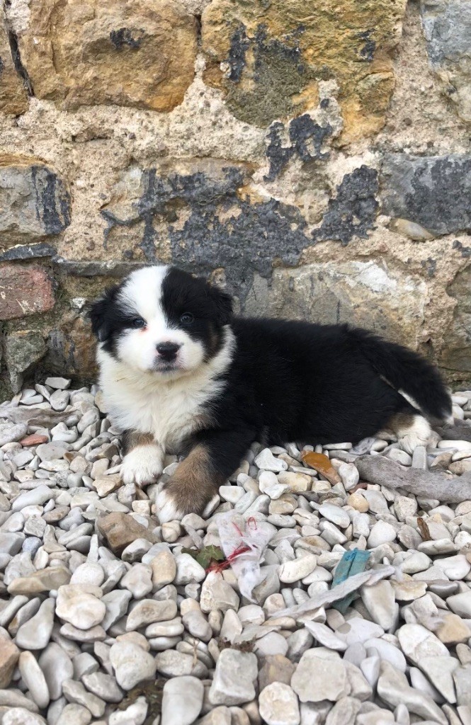 du Clos Felagund - Berger Australien - Portée née le 08/08/2022