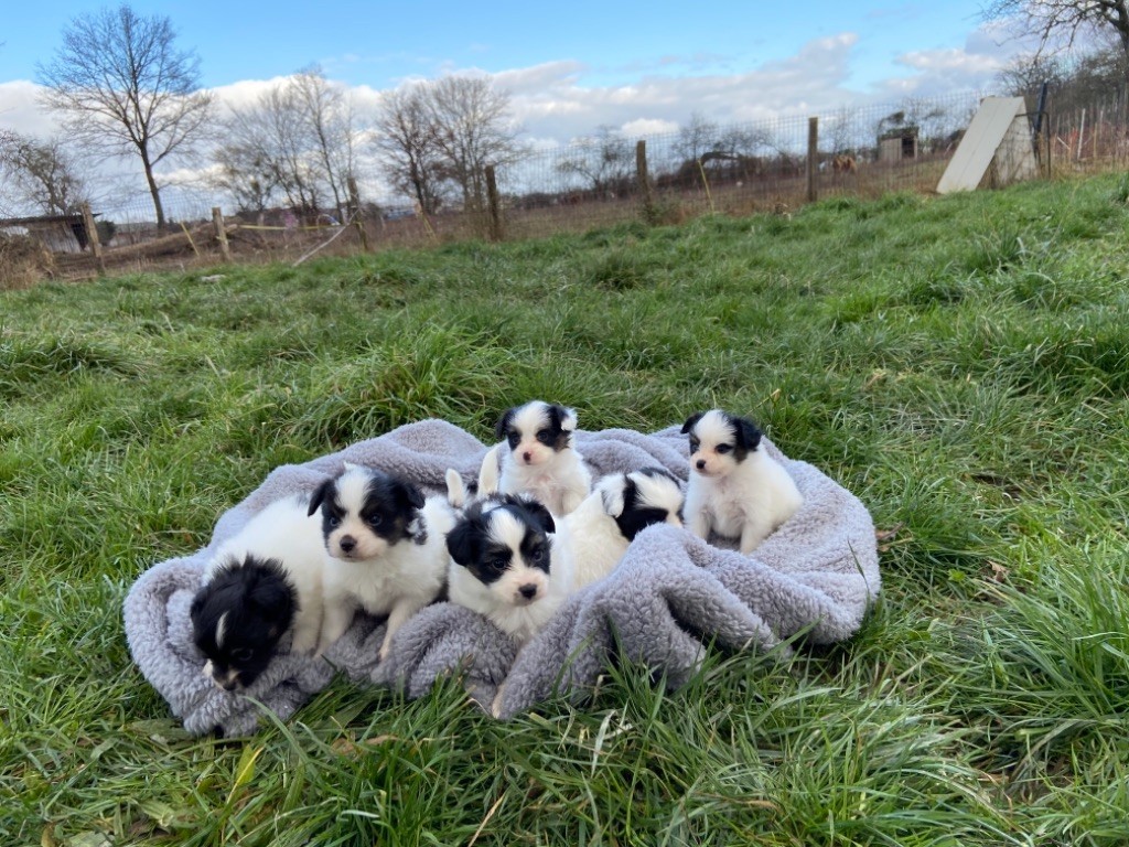 du Clos Felagund - Epagneul nain Continental (Papillon) - Portée née le 16/12/2021