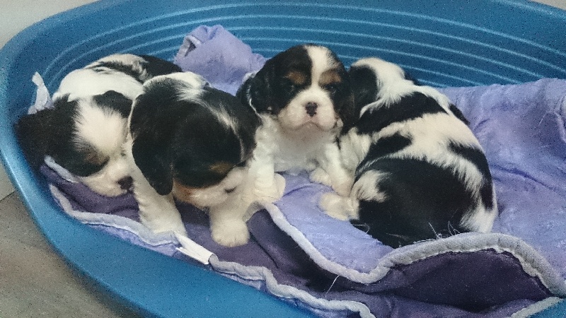 du Domaine D'edrobal - Cavalier King Charles Spaniel - Portée née le 15/01/2014