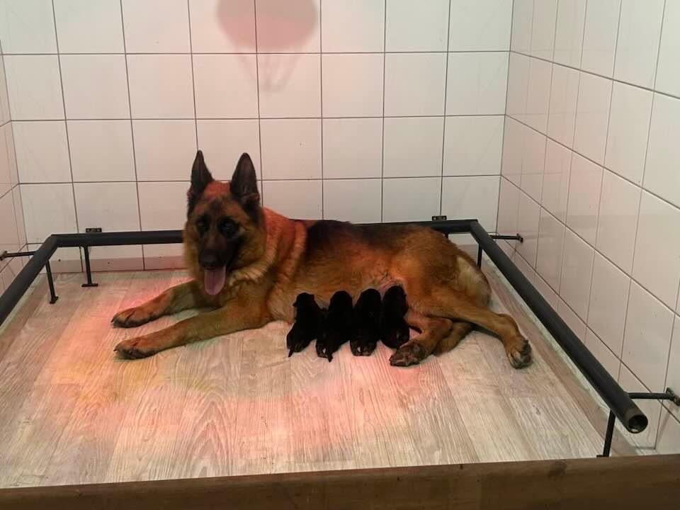 Chiot Berger Allemand du Chemin du Torrent