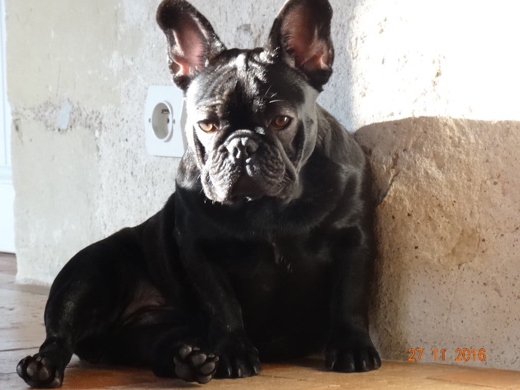 Des Berges D'amboise - Oléandra Samabi Bulldog 