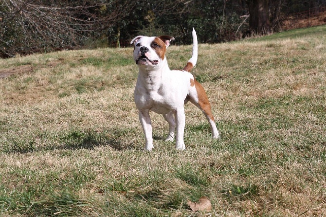 Of Suprême Staffy's - Ragnar , earthquake staff Xplosive 