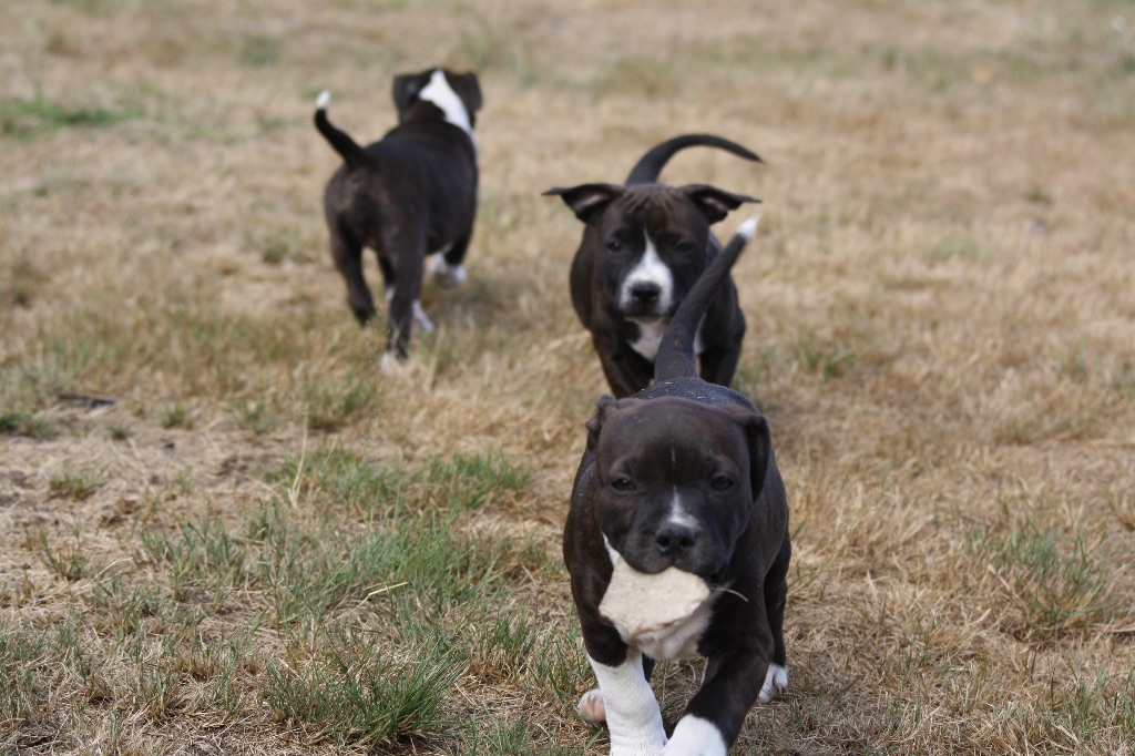 Of Suprême Staffy's - Reste 2 superbes males à reserver 