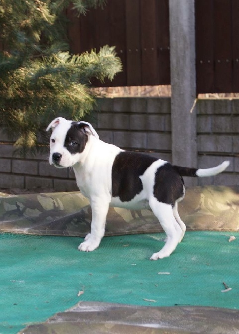 Of Suprême Staffy's - Loniek Painted Perfection 