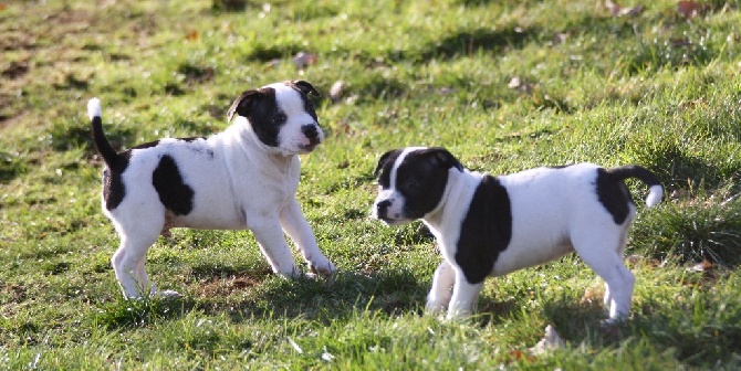 Of Suprême Staffy's - Petits nouveaux dans la famille 