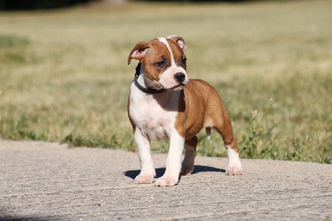 Of Suprême Staffy's - Earthquake Staff We love from Spain 