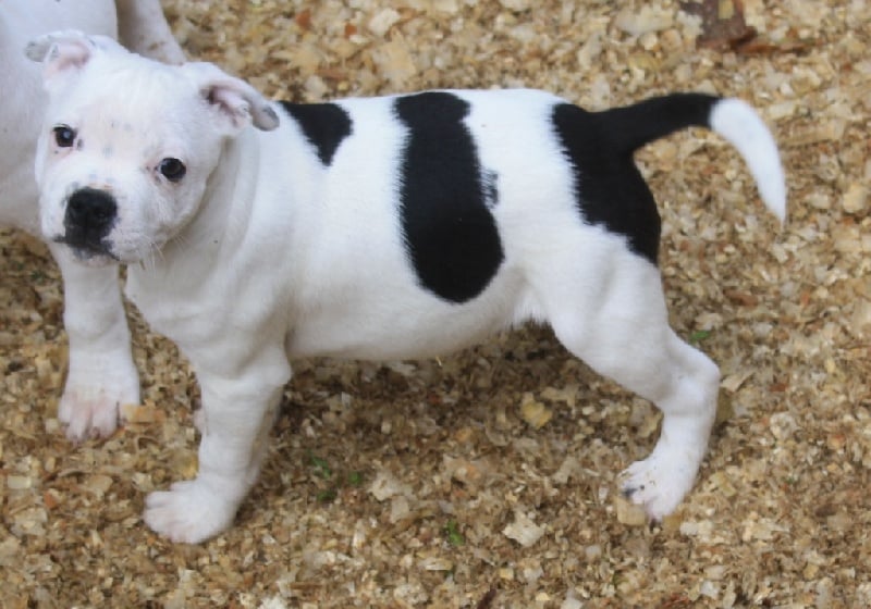 Chiot Staffordshire Bull Terrier Of Suprême Staffy's