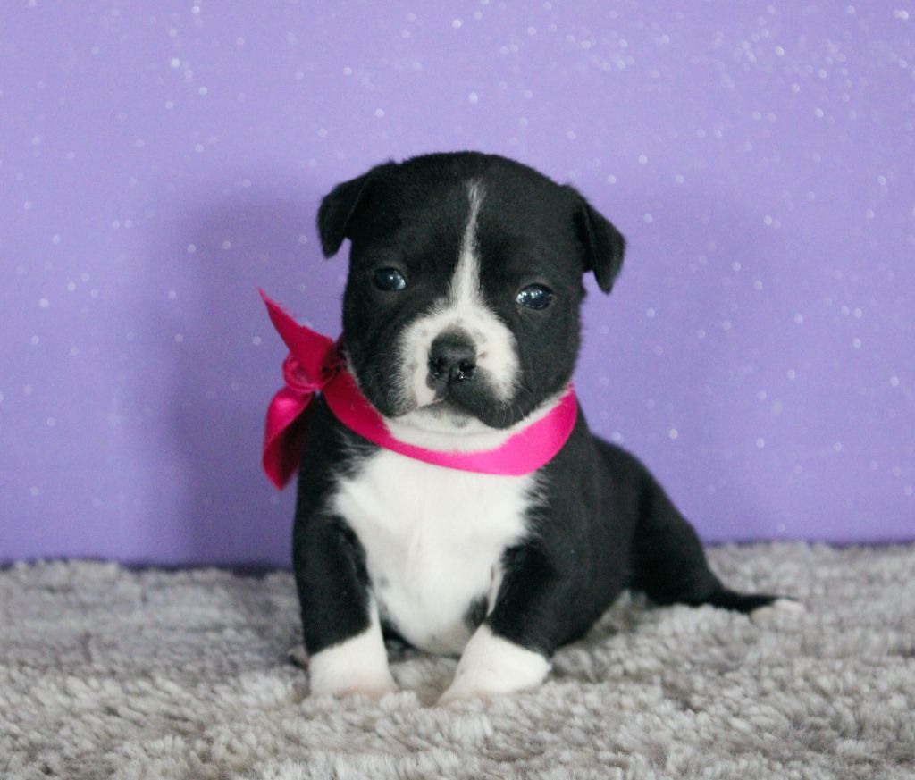 Du Castel Des Petits Coeurs - Chiots disponibles - Staffordshire Bull Terrier