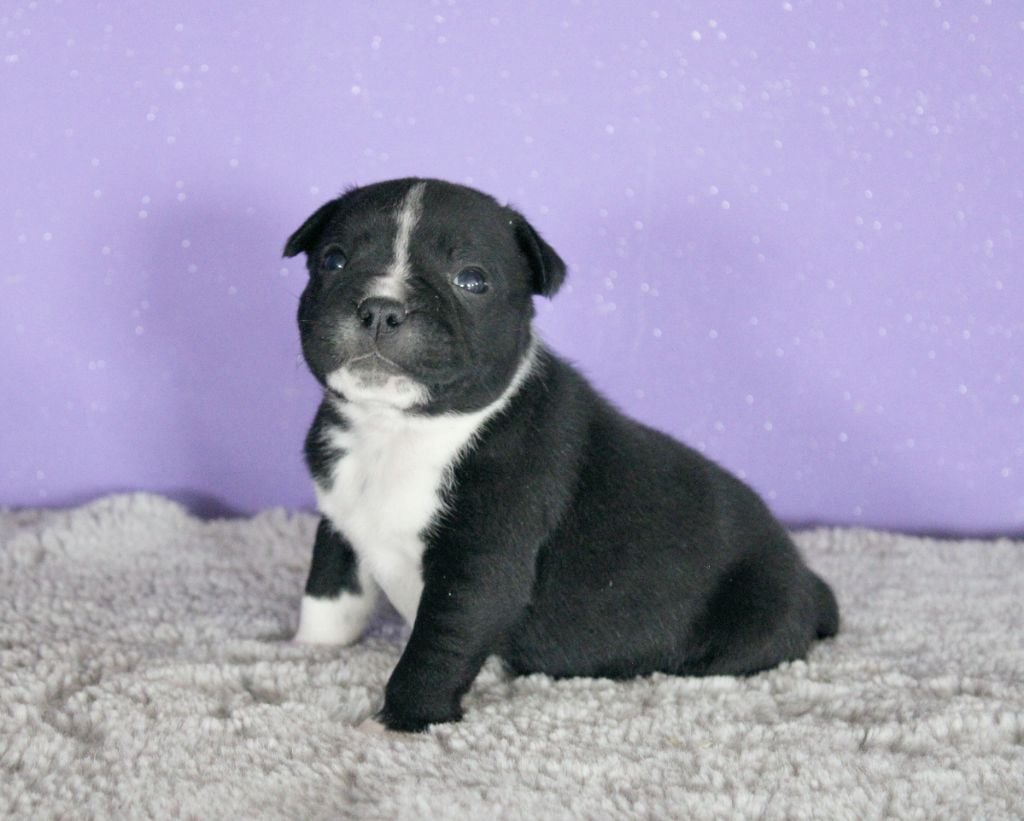 Du Castel Des Petits Coeurs - Chiots disponibles - Staffordshire Bull Terrier