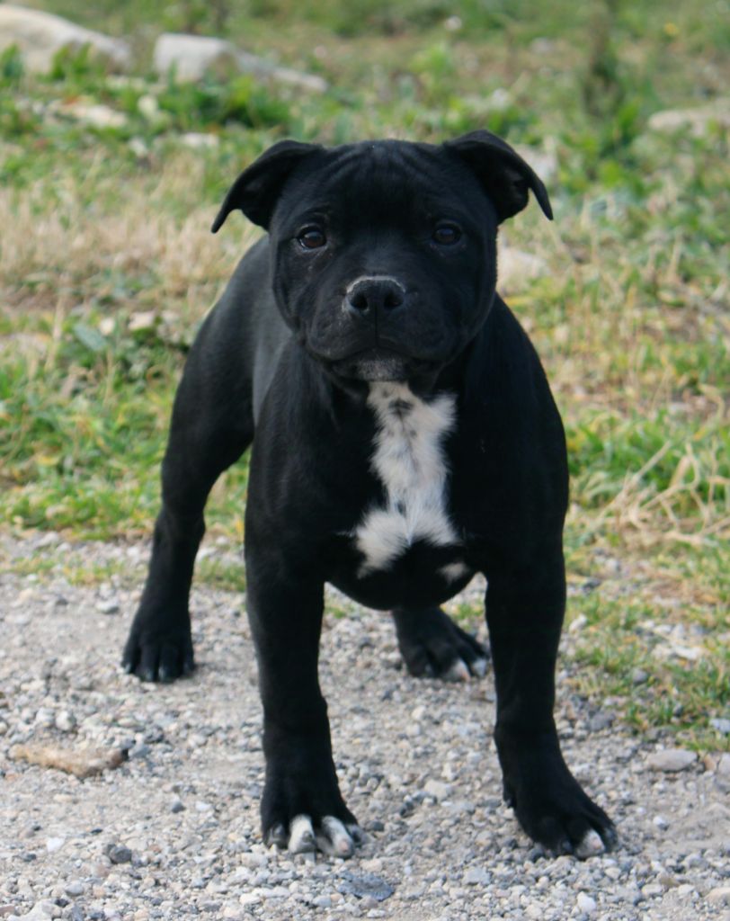 Du Castel Des Petits Coeurs - Chiots disponibles - Staffordshire Bull Terrier