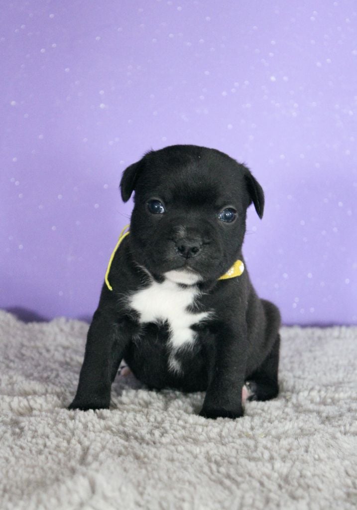 Du Castel Des Petits Coeurs - Chiots disponibles - Staffordshire Bull Terrier