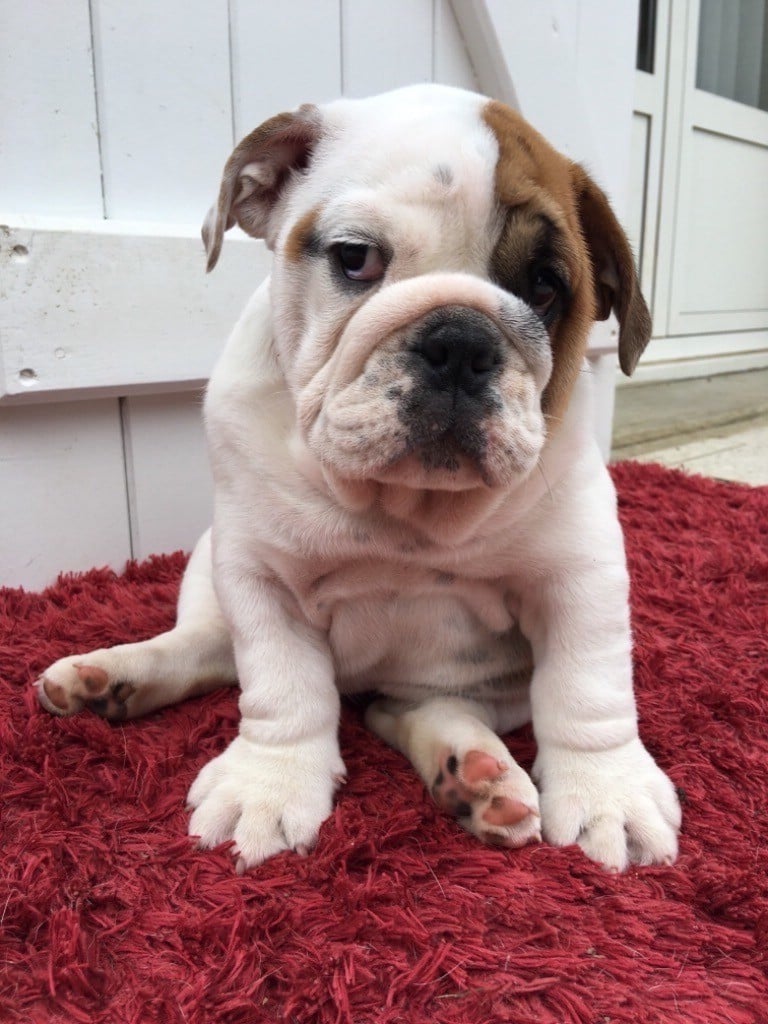 Of Feeling Good Bulldogs - Chiots disponibles - Bulldog Anglais