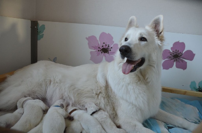 Du Domaine De La Heidenkirche - Les bébés d'Easy et d'Aiko <3