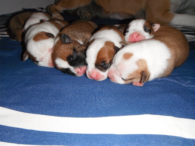 Chiot American Staffordshire Terrier Des Larmes Cheyennes