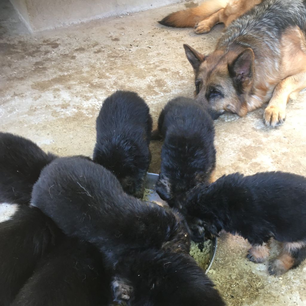 Chiot Berger Allemand Des Terres D'Eau