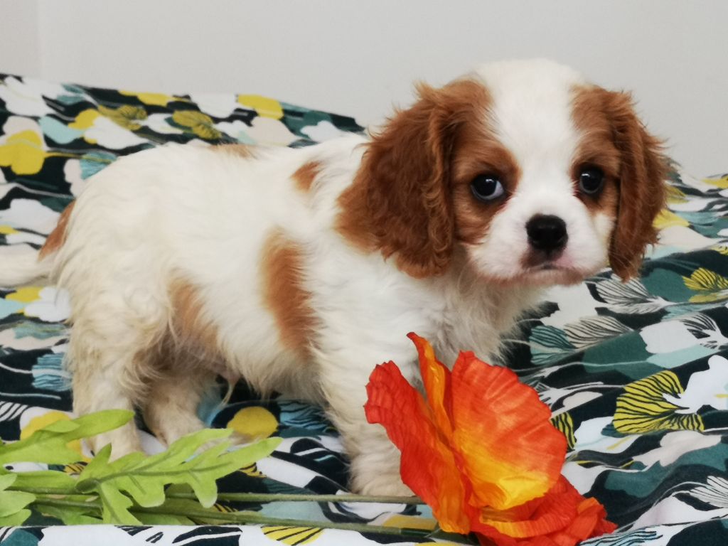 history dream's - Chiots disponibles - Cavalier King Charles Spaniel