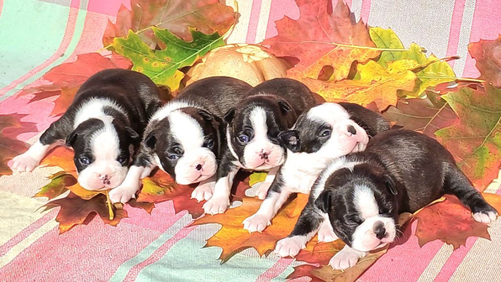 De Goute Agude - Les chiots de Stella et Roxy sont nés !