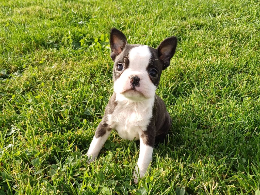 De Goute Agude - Boston Terrier - Portée née le 13/10/2024