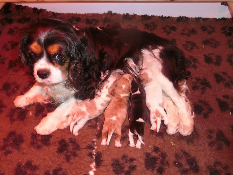 Chiot Cavalier King Charles Spaniel Du Domaine D'Asco