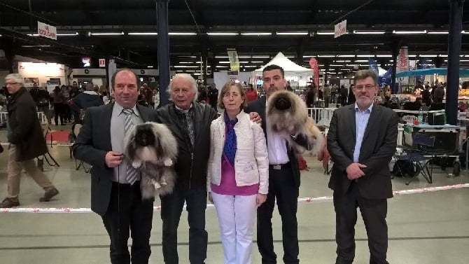 Des Oeillets De Chine - Paris Dog Show 9 & 10 janvier 2016