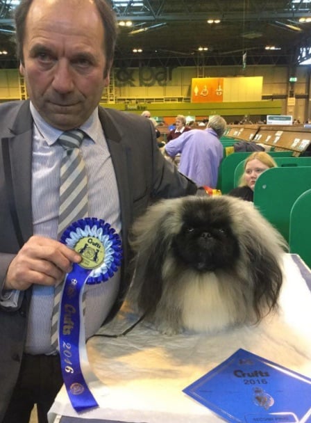 Des Oeillets De Chine - Emotions à la Crufts 2016 !!!